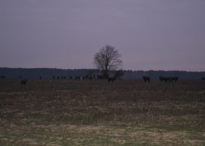 Беловежская (14)