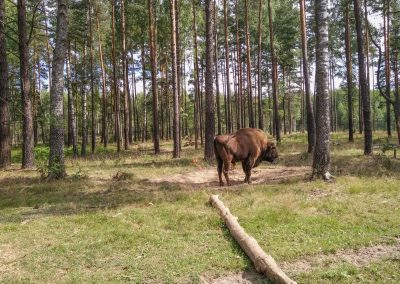 Березенский (1)