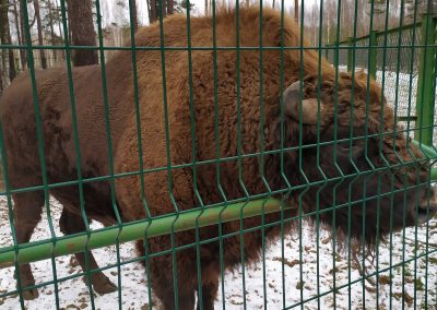 Березенский (7)