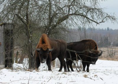 Березенский (8)